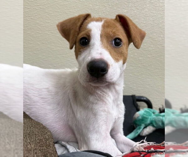 Medium Photo #7 Chiweenie Puppy For Sale in Jefferson, NJ, USA