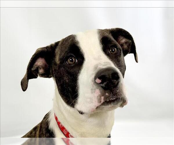 Medium Photo #2 American Pit Bull Terrier-Unknown Mix Puppy For Sale in Fort Collins, CO, USA