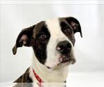 Small #1 American Pit Bull Terrier Mix