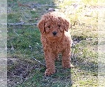 Small Goldendoodle