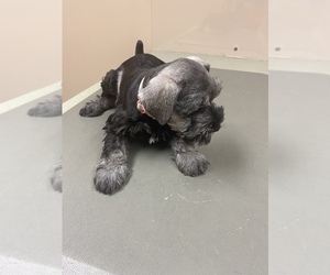 Schnauzer (Miniature) Puppy for sale in SPRINGFIELD, OH, USA