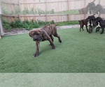 Small #5 America Bandogge Mastiff