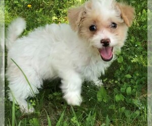 Bichpoo Puppy for sale in STAFFORD SPRINGS, CT, USA