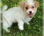 Small Photo #1 Bichpoo Puppy For Sale in STAFFORD SPRINGS, CT, USA