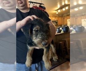 Medium Airedale Terrier