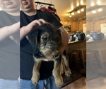 Puppy Puppy 3 Airedale Terrier