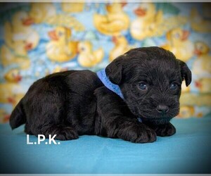 Schnoodle (Miniature) Puppy for sale in WINNSBORO, LA, USA