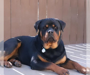 Father of the Rottweiler puppies born on 09/03/2025