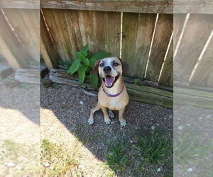 Mutt Dogs for adoption in Evansville, IN, USA