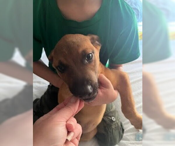 Medium Photo #4 American Staffordshire Terrier-Unknown Mix Puppy For Sale in columbia, SC, USA