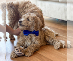 Small #4 Goldendoodle (Miniature)