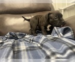 Small Photo #42 American Bully Puppy For Sale in REESEVILLE, WI, USA