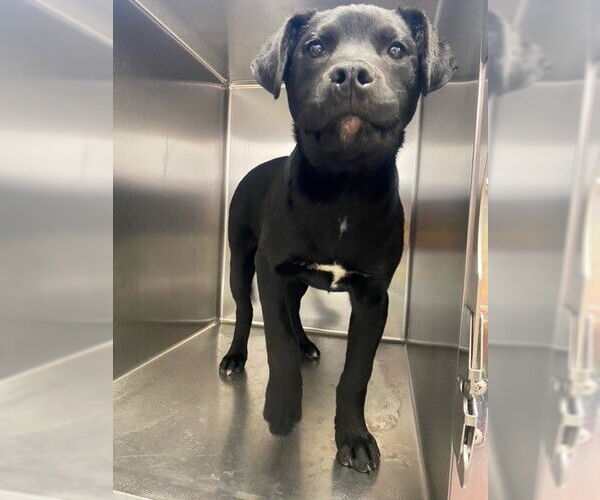 Medium Photo #1 Labrador Retriever Puppy For Sale in Fayetteville, NC, USA