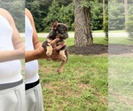 Small #1 French Bulldog