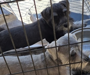Schnauzer (Miniature) Puppy for sale in BRYANT, AL, USA