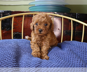 Poodle (Toy) Puppy for sale in LITTLEROCK, CA, USA