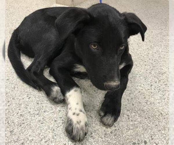Medium Photo #1 Labrador Retriever Puppy For Sale in Conroe, TX, USA