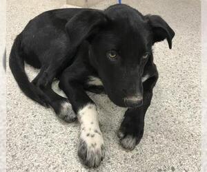 Labrador Retriever Dogs for adoption in Conroe, TX, USA