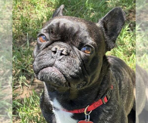 Medium Photo #2 French Bulldog Puppy For Sale in San Diego, CA, USA