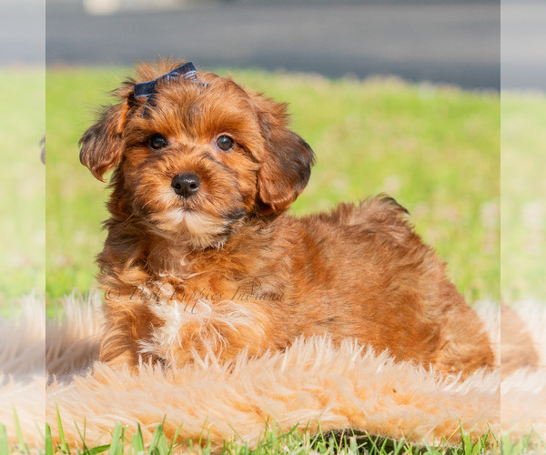 Medium Photo #3 Yorkipoo Puppy For Sale in WARSAW, IN, USA