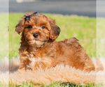Small #2 Yorkipoo