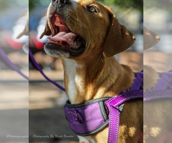 Medium Photo #6 Mutt Puppy For Sale in Mooresville, NC, USA