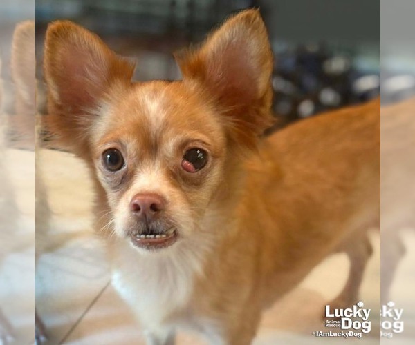 Medium Photo #2 Chihuahua-Unknown Mix Puppy For Sale in Washington, DC, USA