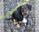 Small #1 Dachshund Mix