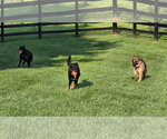Small #5 German Shepherd Dog