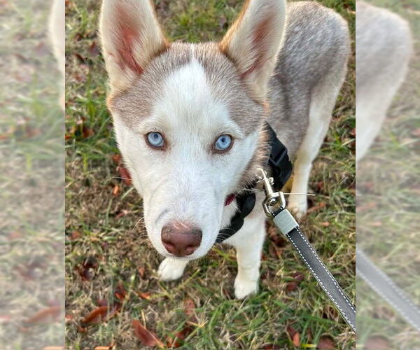 Medium Photo #1 Ibizan Hound Puppy For Sale in Newfoundland, PA, USA