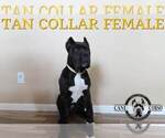 Small #1 Cane Corso