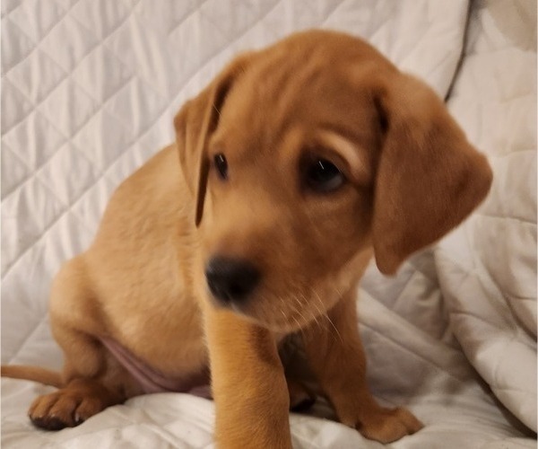 Medium Photo #39 Labrador Retriever Puppy For Sale in BUFFALO, NY, USA