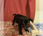 Small Staffordshire Bull Terrier