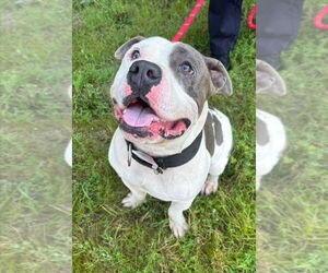 American Pit Bull Terrier Dogs for adoption in Glen Allen, VA, USA