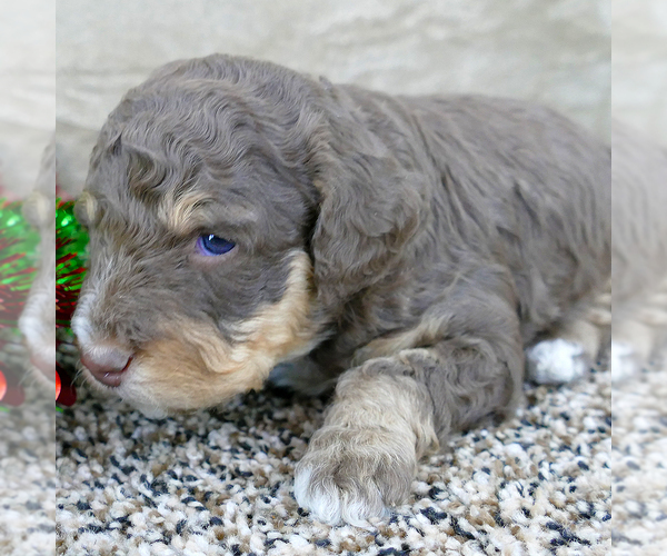 Medium Photo #4 Bernedoodle Puppy For Sale in ROY, UT, USA