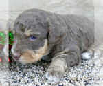 Small Photo #4 Bernedoodle Puppy For Sale in ROY, UT, USA
