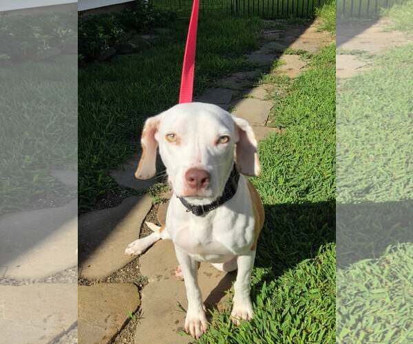 Medium Photo #2 Beagle-Unknown Mix Puppy For Sale in Woodbury, NY, USA