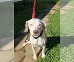 Small #1 Beagle Mix