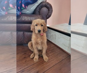 Goldendoodle Puppy for sale in BALLWIN, MO, USA