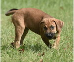 Small Photo #8 Australian Shepherd-Beagle Mix Puppy For Sale in Mechanicsburg, PA, USA