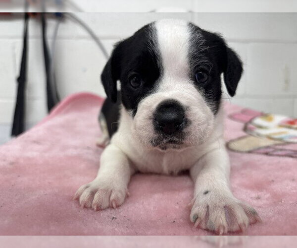 Medium Photo #2 Mutt Puppy For Sale in San Bernardino, CA, USA
