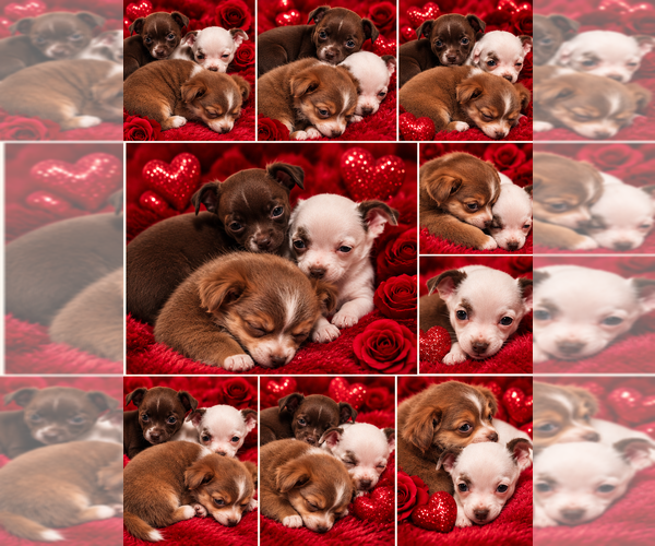 Medium Photo #7 Chihuahua Puppy For Sale in ANDALUSIA, AL, USA
