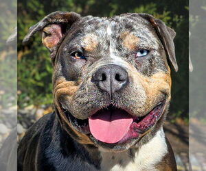 Bulldog Dogs for adoption in Albuquerque, NM, USA