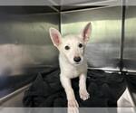 Small Siberian Husky Mix