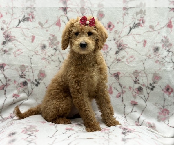 Medium Photo #8 Labradoodle Puppy For Sale in LAKELAND, FL, USA