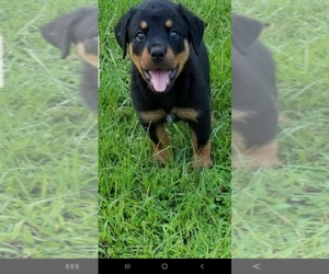Rottweiler Puppy for sale in SUMMERVILLE, SC, USA