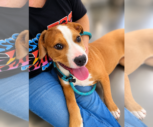 Mutt Dogs for adoption in Rustburg, VA, USA