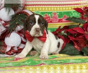 German Shorthaired Pointer-Unknown Mix Puppy for sale in LANCASTER, PA, USA