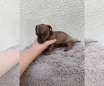 Small Photo #6 Chiweenie-Jack Russell Terrier Mix Puppy For Sale in SAINT AUGUSTINE, FL, USA