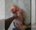 Small #2 Mutt
